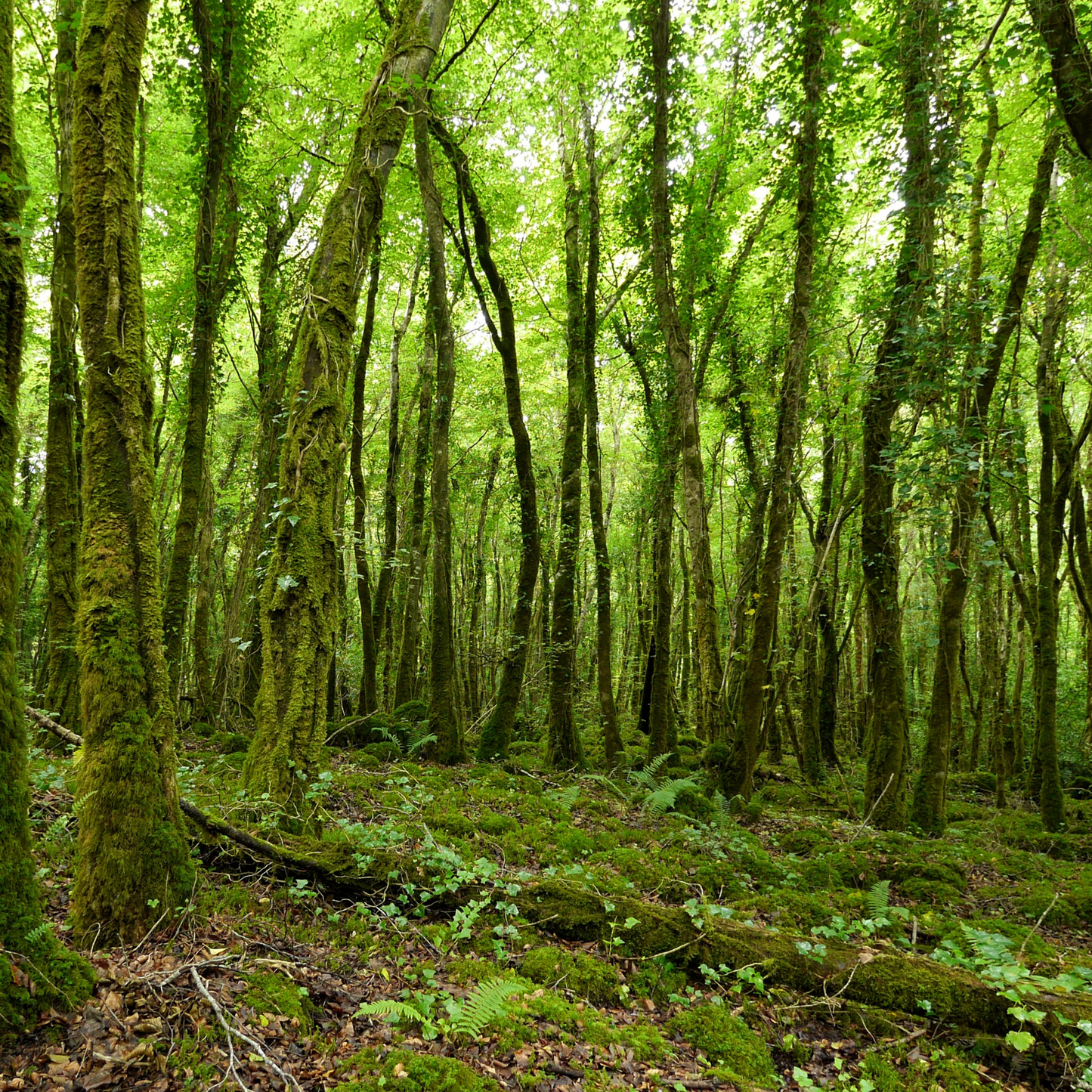 In na Coille - In the Woods | Irish Aromatherapy Candl