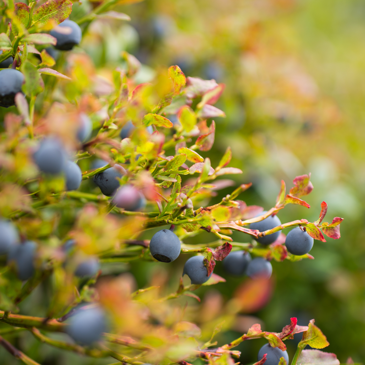 Linen Napkins - Wild Blueberry | Set of 4