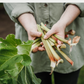 Linen Napkins - Rhubarb | Set of 4