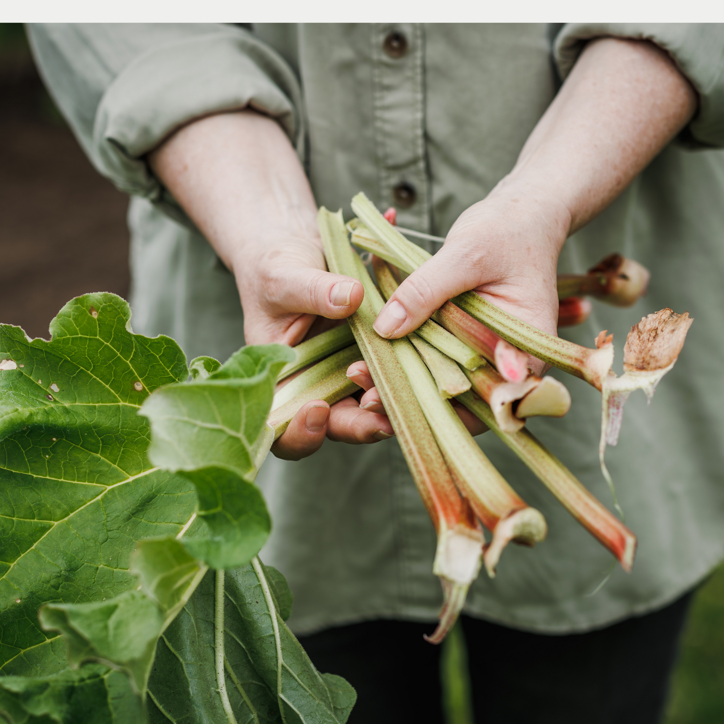 Linen Napkins - Rhubarb | Set of 4