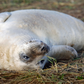 Baby Seal Wash Mitt