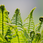 Linen Fringe Cushion | Fern & Blossom