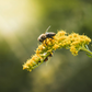 Irish Honey Bee Soft Toy