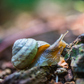 Whorl Snail Soft Toy