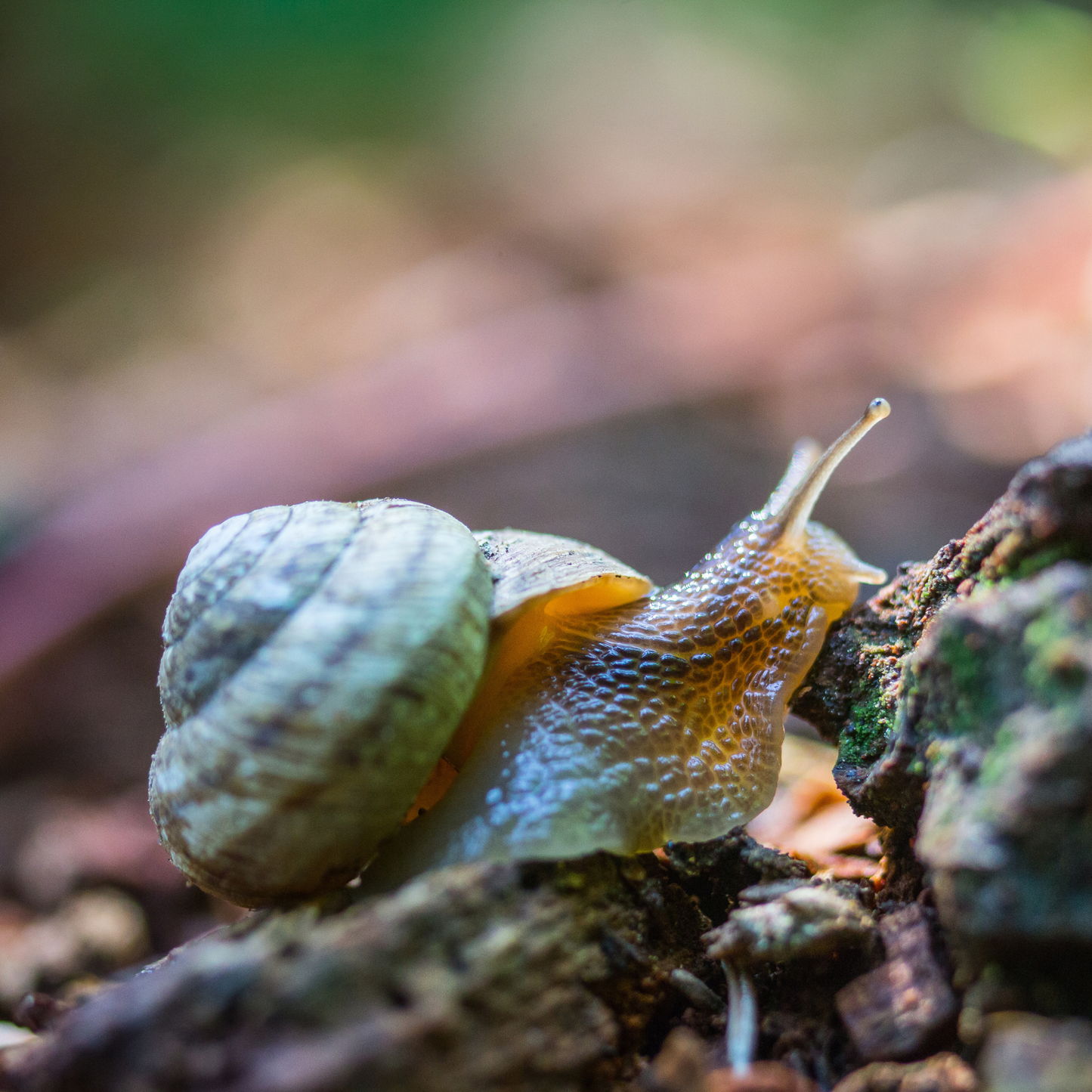 Whorl Snail Soft Toy