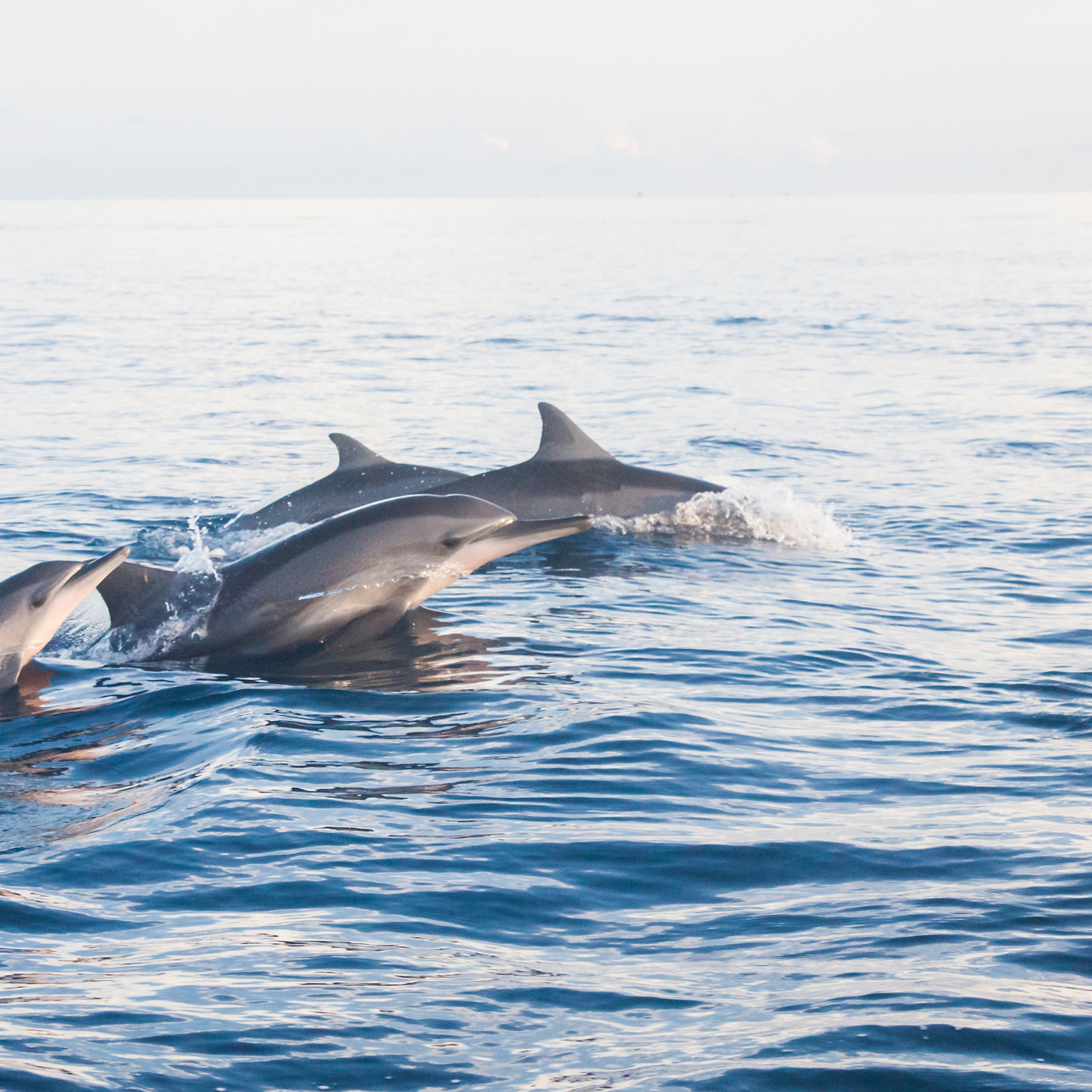 Dolphin Soft Toy