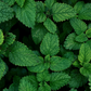Garden Mint Natural Hand Soap Bar
