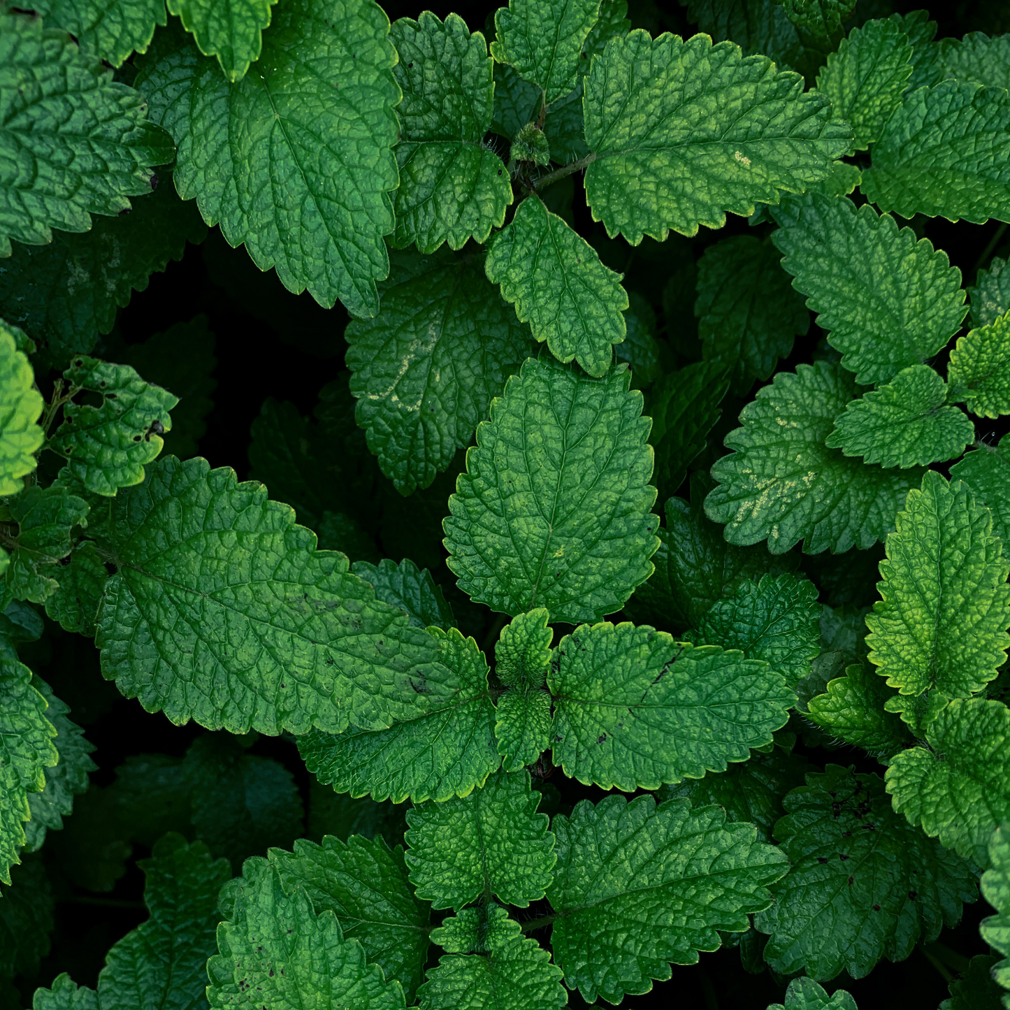 Garden Mint Natural Hand Soap Bar