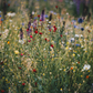 Bee Kind Wildflower Seed MIx