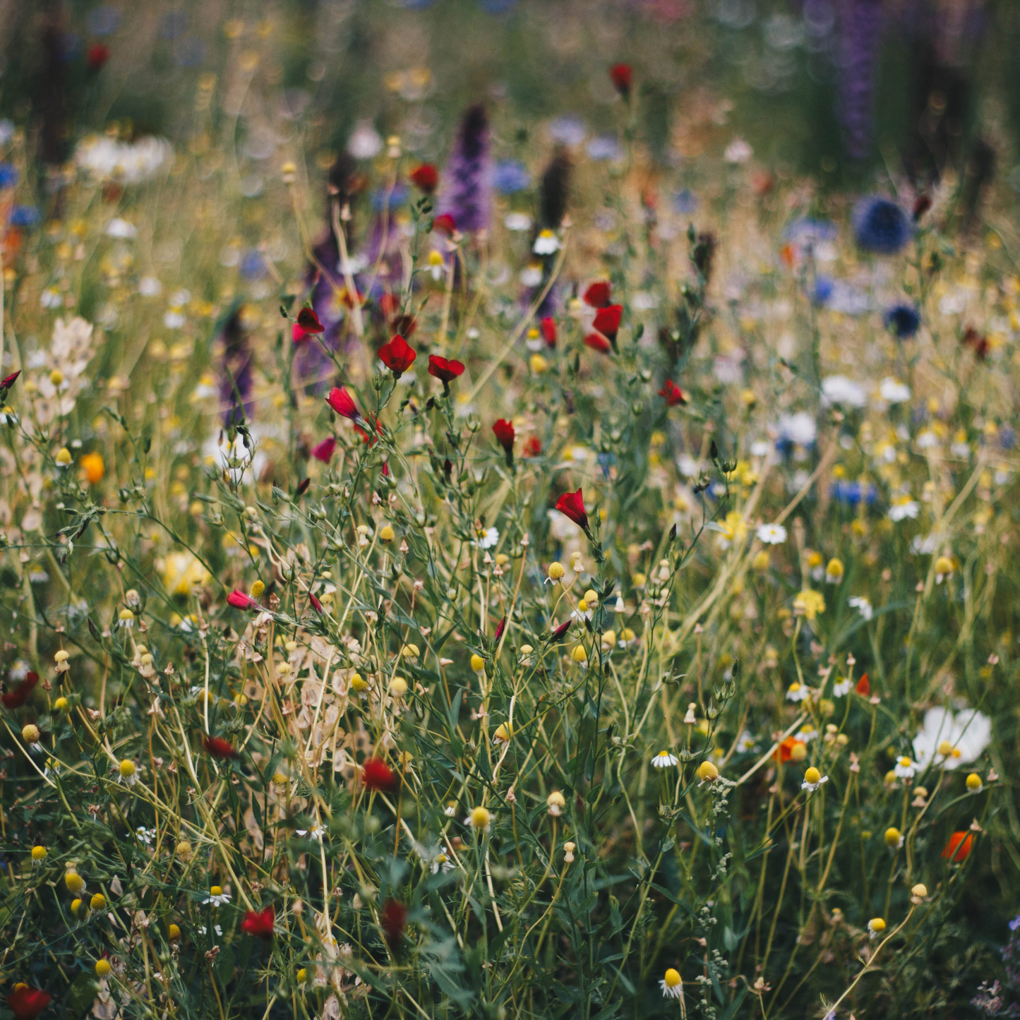 Bee Kind Wildflower Seed MIx